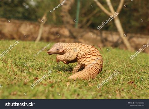 Pangolin Baby