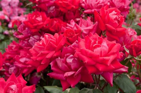 The Easiest Roses To Grow For A Gorgeous Low Maintenance Garden