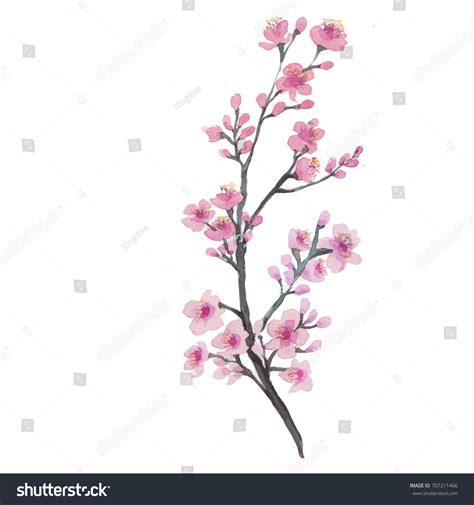 Branch Cherry Blossom Watercolor Painting Stock Illustration 707211466