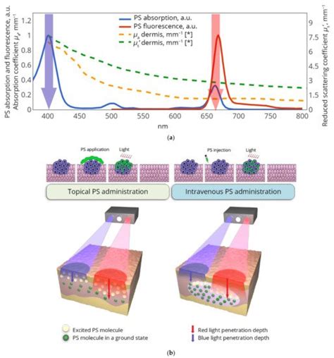 Cancers Free Full Text Dual Wavelength Fluorescence Monitoring Of