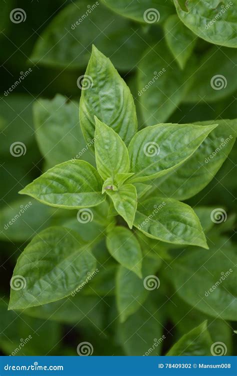 Green Ocimum Basilicum Tree In Nature Garden Stock Photo Image Of