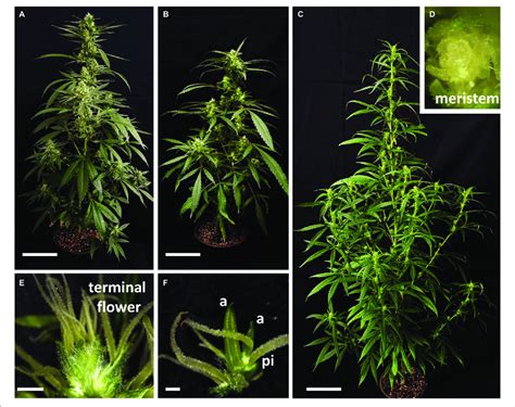 Natural Variation In Cannabis Plant Architecture And Inflorescence