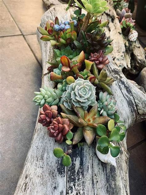 Easy Way To Plant Succulents On Driftwood Garden Lovers Club