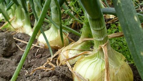 Siembra En Almácigos Y Trasplante De Cebolla Ecos De La Tierra