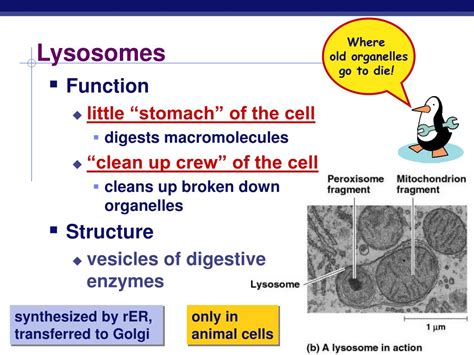 PPT - Lysosomes PowerPoint Presentation, free download - ID:4054380