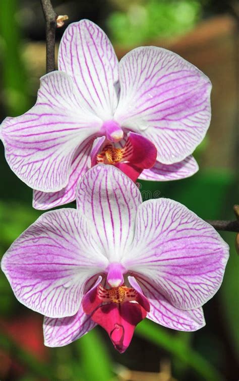 Flowering Orchids in Botanical Garden Stock Image - Image of decor ...