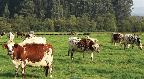 Pasturas Claves En La Ptima Producci N De Leche Infortambo Andina