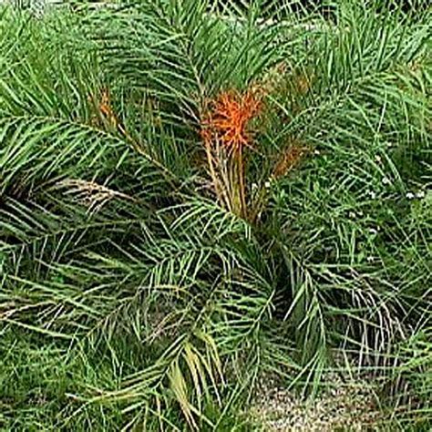 Buy Phoenix Acaulis, Dwarf Date Palm - 0.5 kg Seeds online from ...