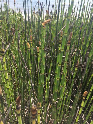 Ca A Carricillo Plantas Vasculares En Tijuana Biodiversity All