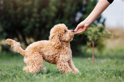 449+ Poodle Names: BEST Options For Your Pup - Blog Of Tom