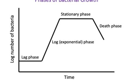 Microbial Growth And Control Flashcards Quizlet