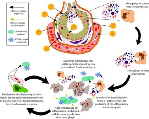 Structure Of The Alveoli And Progressive Cycle Of Inflammation Derived