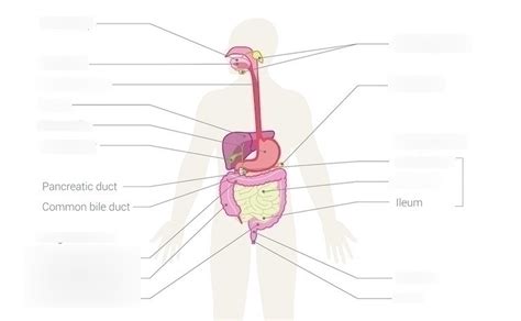 Digestion Diagram Quiz Diagram Quizlet