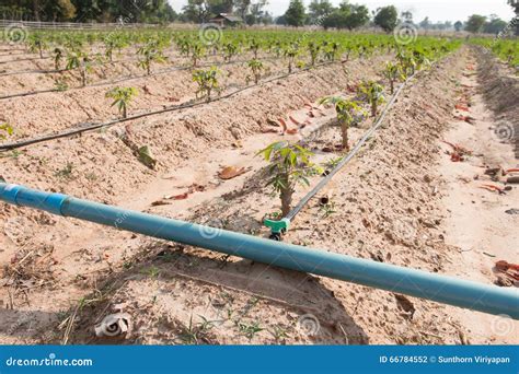 Cassava Manioc Tapioca Field Growing With Drip Irrigation Syst Royalty