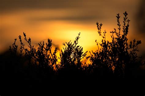 Kostenlose Foto Baum Natur Ast Silhouette Wolke Pflanze Himmel