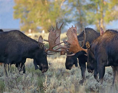 Three Bull Moose Photograph By Jean Clark Fine Art America