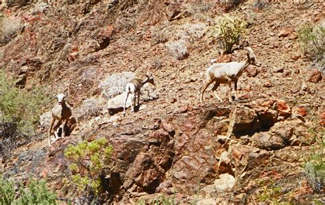 Bighorn Sheep In Grand Canyon By Synaptica On Deviantart