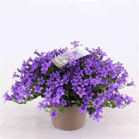 Campanula Portenschlagiana Ambella Purple Plant Wholesale Floraccess