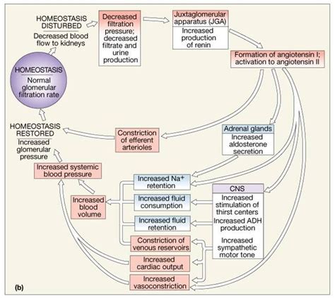 Associate Degree Nursing Physiology Review Physiology Pharmacology