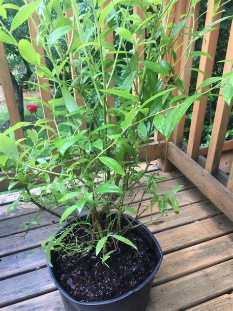 Pink Lemonade Blueberry Bush — Plantingtree