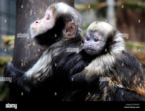 Two Yellow Breasted Capuchin Monkeys Stock Photo Alamy