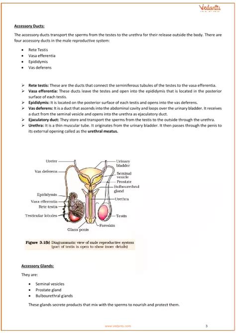 Human Reproduction Class 12 Notes Cbse Biology Chapter 3 Free Pdf Download Artofit