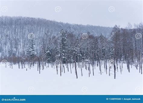 Blue Pond in Winter, Hokkaido, Japan Stock Photo - Image of park ...