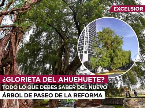 ¿qué Sabemos Del Ahuehuete El árbol Que Llegará A La Glorieta De La Palma