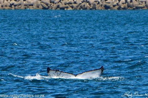 The tale of two Humpback whales