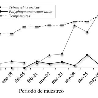 Fluctuaci N Poblacional De T Urticae En Jitomate De Campo Abierto En