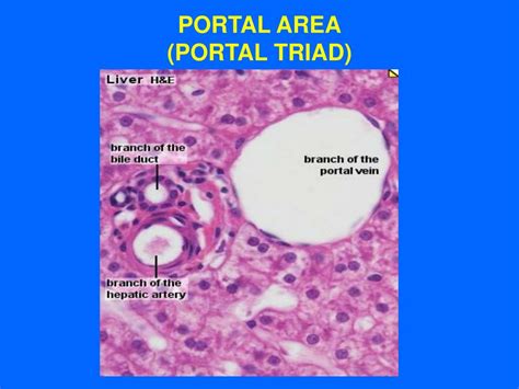 Portal Triad Anatomy