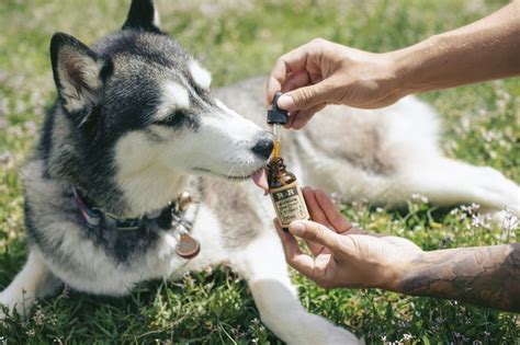 Remédio Para Engordar Cachorro - Pode usar remédio para engordar cachorro? - Blog da Cobasi