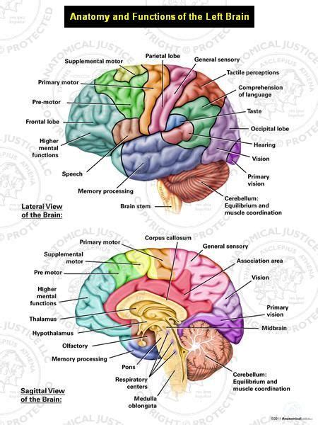 This Exhibit Depicts The Normal Lateral And Sagittal Anatomy Of The Left Brain Color Cod