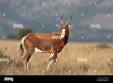 Buntbock Blessbock Damaliscus Dorcas Steht In Der Savanne