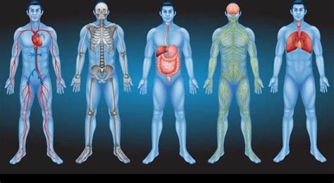 La Ciencia Descubre Un Nuevo órgano Del Cuerpo Humano