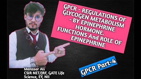 Gpcr Part 4 Regulations Of Glycogen Metabolism By Epinephrine Functions Of Epinephrine