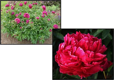 KARL ROSENFIELD PEONY – Hinsdale Nurseries