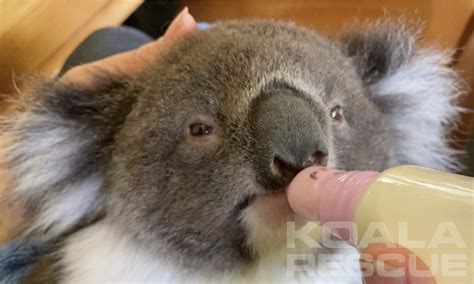 KOALA RESCUE