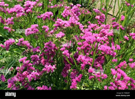 Close Up Of A Cluster Of Pink Statice Flowers Growing In A Garden In