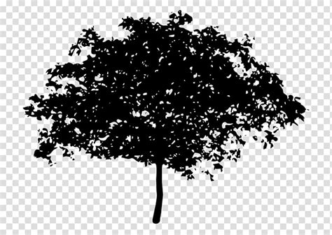 Tree Oak Magnolia Coast Redwood Tree Transparent Background PNG