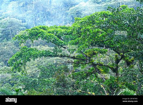 Cloud Forest in Costa Rica Stock Photo - Alamy