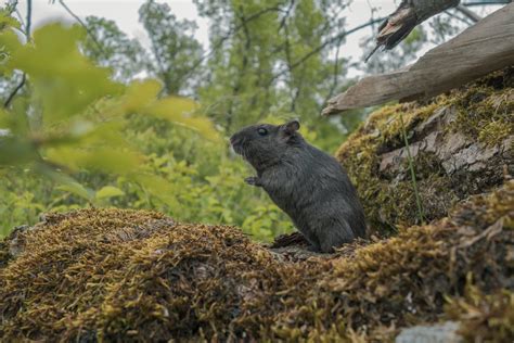 Combien De Temps Peut On Laisser Une Gerbille Seule Du Chien