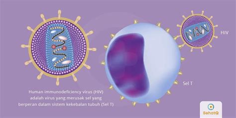 Contoh Gambar Virus Hiv Aids Serta Penjelasan Fungsi Kerjanya