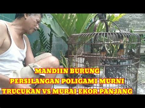 WAOOUU Pasangan EXTRIM MURAI VS TRUCUKAN Persilangan Poligami