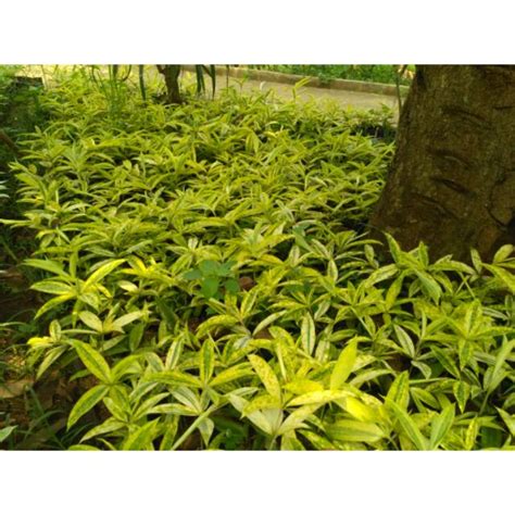 Jual Tanaman Bambu Brasena Golden Tanaman Bambu Drasena Golden