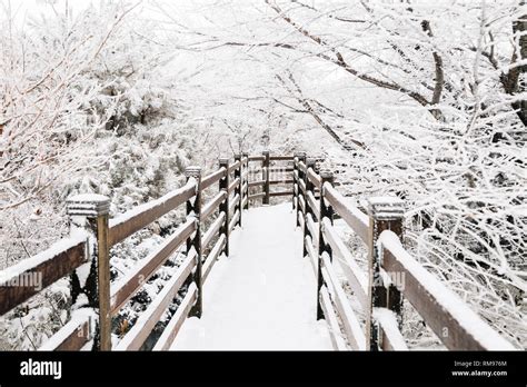 Snowy winter Hallasan mountain 1100 highland in Jeju Island, Korea ...