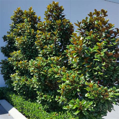 Magnolia Grandiflora Teddy Bear Feature Trees