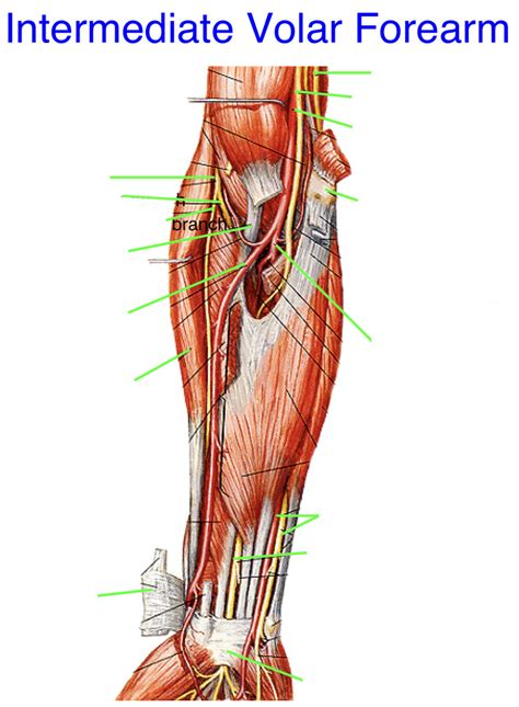 Volar Anatomy