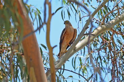 Birds of Australian Outback and Where to See Them - The Wildlife Diaries