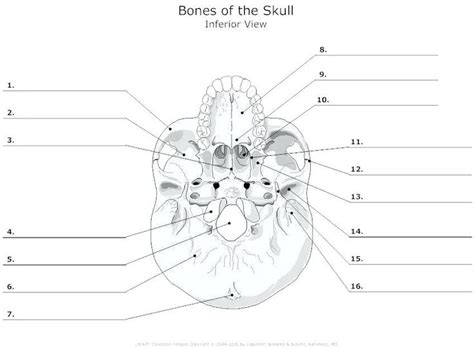 Printable Anatomy Labeling Worksheets With Answers Free Printable